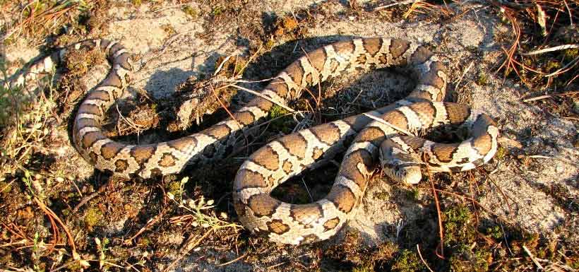 The milksnake is a constrictor though it likes to vibrate its tail like a rattlesnake when threatened (Photo by Ryan M. Bolton)