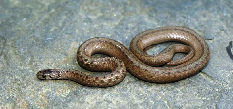 The northern brownsnake is primarily nocturnal and grows up to 50 cm (Photo by Mike VanValen)