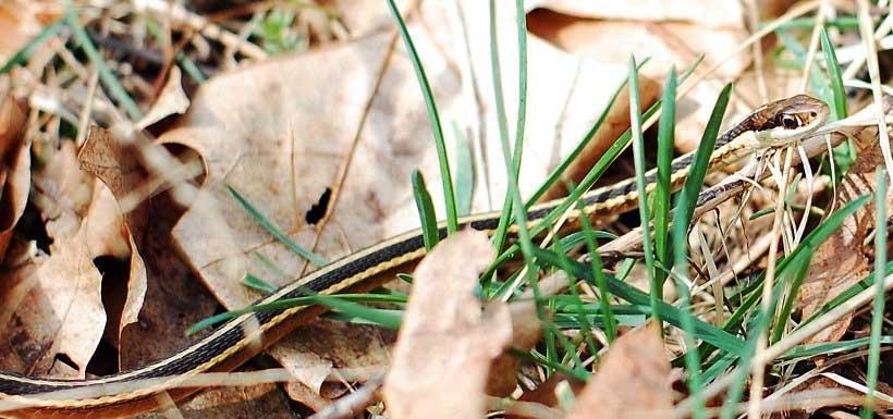 The northern ribbonsnake can be differentiated from the gartersnakes by the white spot in front of its eye (Photo by Jon Fife)