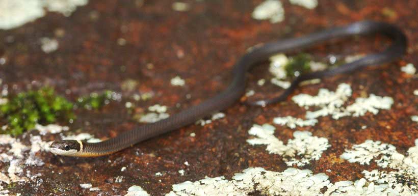 The ring-necked snake is primarily nocturnal and feeds largely on redback salamanders (Photo by Ben Lowe)