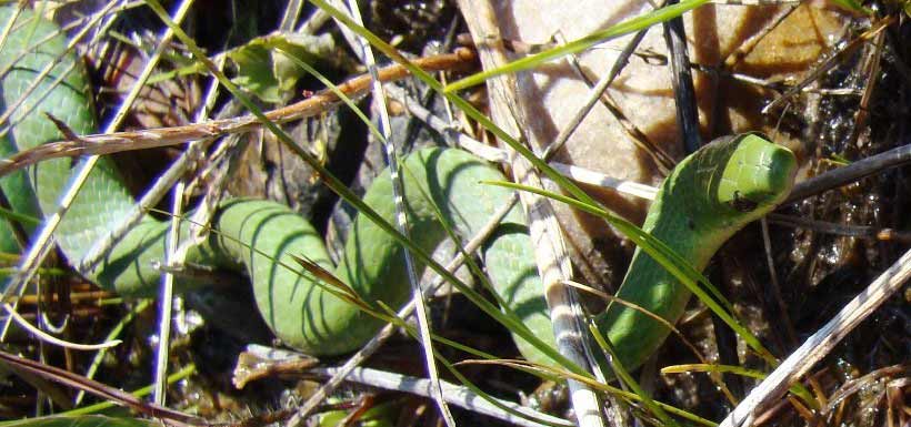The smooth greensnake is excellently camouflaged among shrubs and grasses (Photo by NCC)