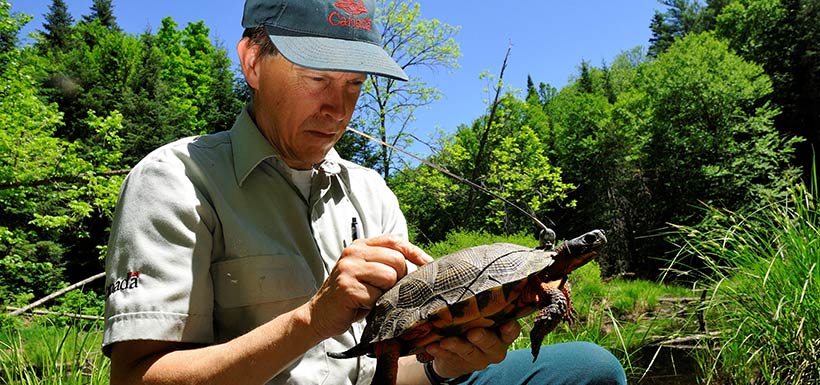Denis Masse, biologiste retraité du parc national de la Mauricie avec une tortue des bois (Photo de Jacques Pleau)
