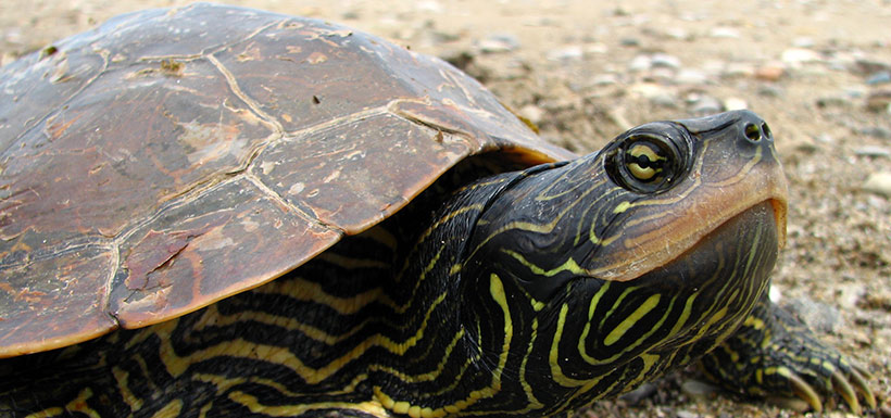 Map turtle (Photo by Ryan M Bolton)