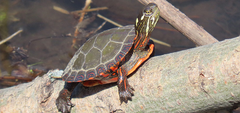 Painted turtle (Photo by Simon-Boudreault)