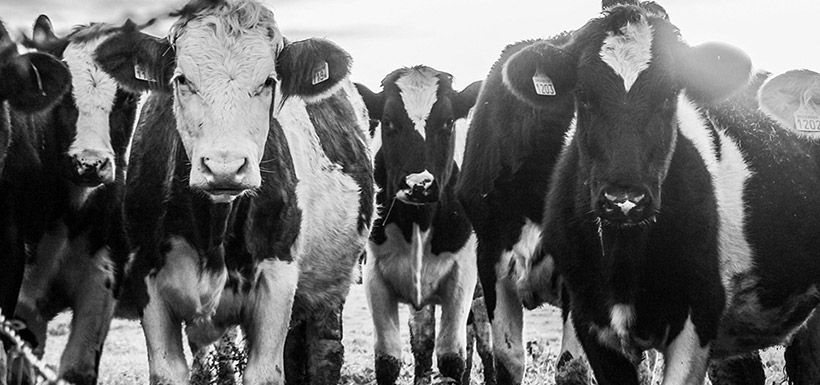 Vaches de l'île aux Grues, photo d'époque, QC (Photo d'archives Fromagerie-de-l'Île-aux-Grues)
