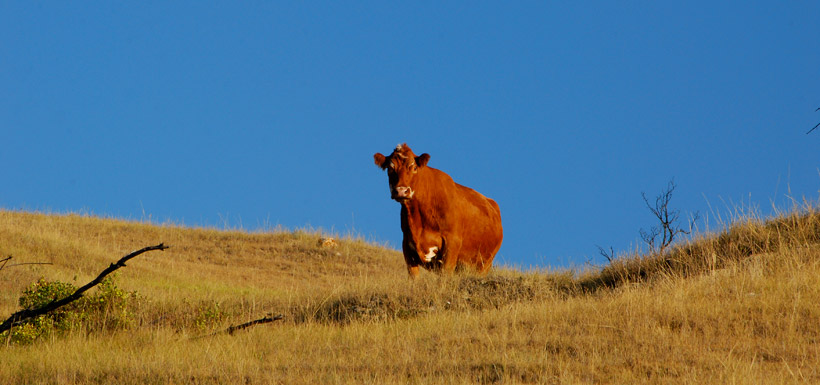 Cow on Fairy Hill