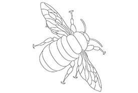 Bumble bee colouring page