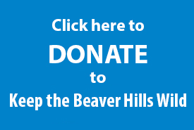 Donate to Keep the Beaver Hills Wild campaign