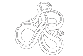 Gartersnake colouring page