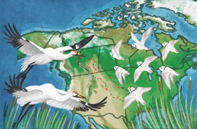 At risk birds such as whooping crane and piping plover rely on wetlands of the Central Flyway (Illustration by Robin Holm)