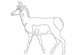 Pronghorn colouring page