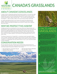 All about Canada's grasslands