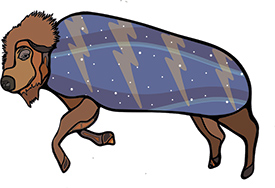 Bison (Illustration by Hawlii Pichette)
