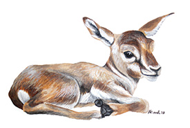 Newborn gazelle (Illustration by Heather Cook)
