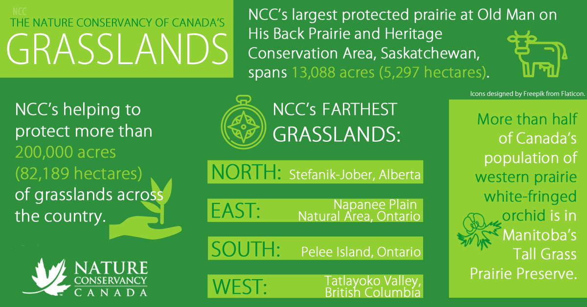 NCC's grasslands (Infographic by NCC)