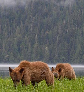 Grizzly, BC (Photo de Alamy Stock Photo)