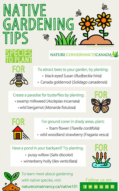 Native gardening tips