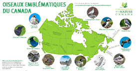 Carte oiseaux emblématiques du Canada