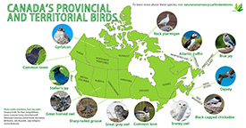 Provincial and territorial bird emblems (Infographic by NCC)