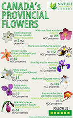 Provincial flower emblems (Infographic by NCC)