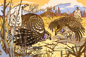 Sharp-tailed grouse (Illustration by Cory Proulx)