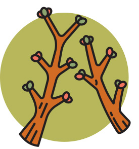 Tree ID - Twigs and buds (Illustration by Belle Wuthrich)