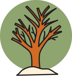 Tree ID - shape (Illustration by Belle Wuthrich)