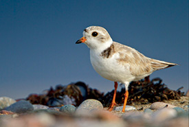 Piping plover (Photo by Glenn Bartley)