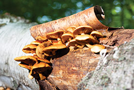 Champignons sur tronc d'arbre (Photo de Guillaume Simoneau)