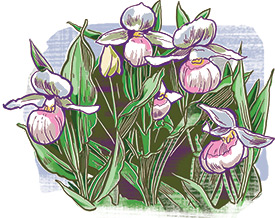 Small white lady's-slipper (Illustration by Jacqui Oakley)