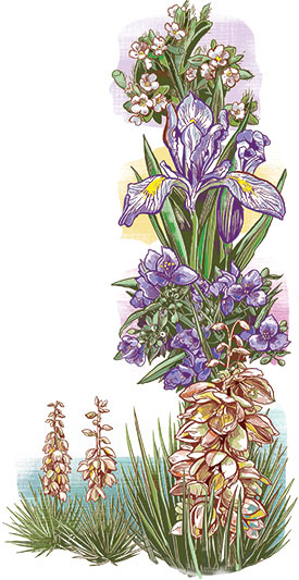 Haut en bas : Cryptanthe minuscule, iris du Missouri, tradescantie de l’Ouest et yucca glauque (Illustration de Jacqui Oakley)