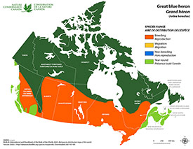 Canadian distribution of great blue heron (Map by NCC)