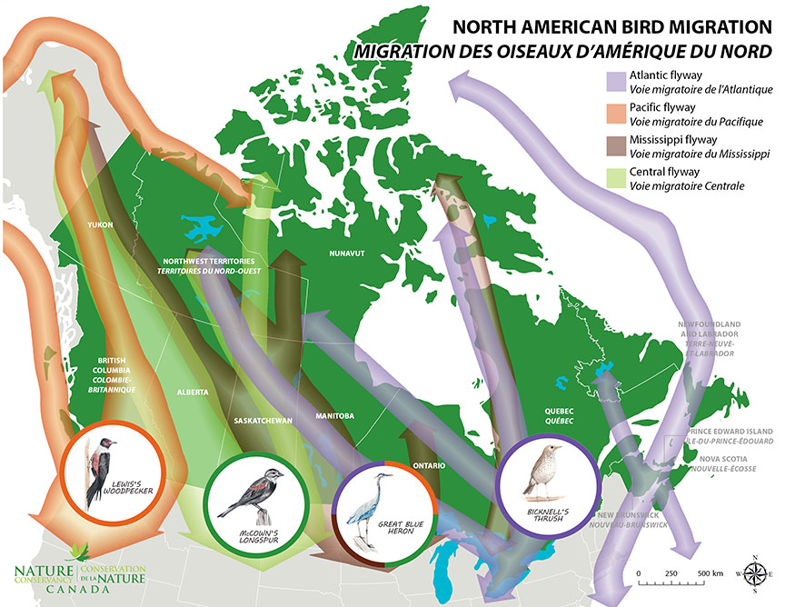 Ncc On The Flyway To Home Get To Know Canada S Migratory Birds