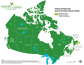 Canadian distribution of boreal felt lichen (Map by NCC)