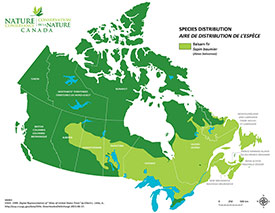 Canadian distribution of balsam fir (Map by NCC)