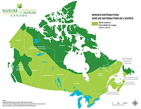Canadian distribution of bank swalllow (Map by NCC)