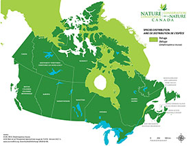 Canadian distribution of beluga whale (Map by NCC)