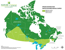 Canadian distribution of big brown bat (Map by NCC)