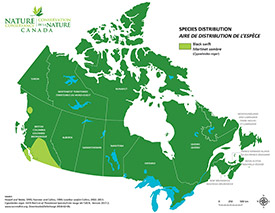 Canadian distribution of black swift (Map by NCC)