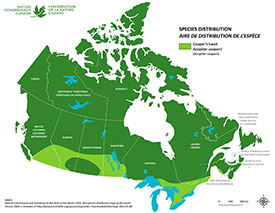 Distribution of Cooper's hawk in Canada (Map by NCC)