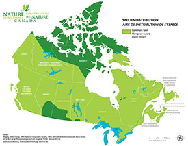 Canadian distribution of common loon (Map by NCC)