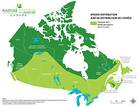 Canadian distribution of common tern (Map by NCC)
