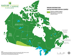 Canadian distribution of chestnut-collared longspur (Map by NCC)