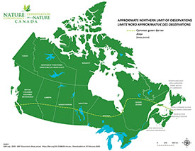 Canadian distribution of common green darner (Map by NCC)