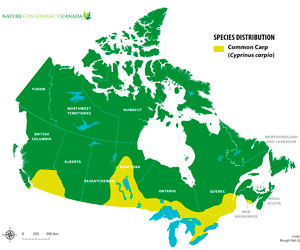 Canadian distribution of common carp (Map by NCC)