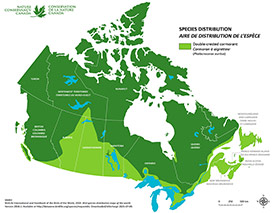 Distribution of double-crested cormorant in Canada (Map by NCC)