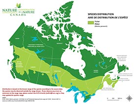 Canadian distribution of fisher (Map by NCC)