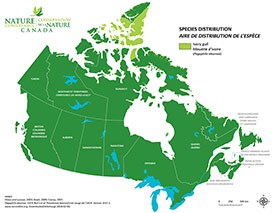 Canadian distribution of ivory gull (Map by NCC)