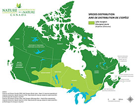 Canadian distribution of Lake sturgeon (Map by NCC)