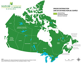 Canadian distribution of lakeside daisy (Map by NCC)
